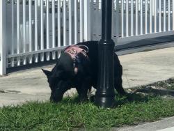 Found/Stray Unknown Dog last seen Near Ave and 195 st miami gardens, Miami Gardens, FL 33169