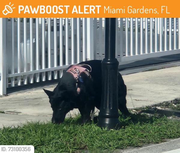 Found/Stray Unknown Dog last seen Near Ave and 195 st miami gardens, Miami Gardens, FL 33169