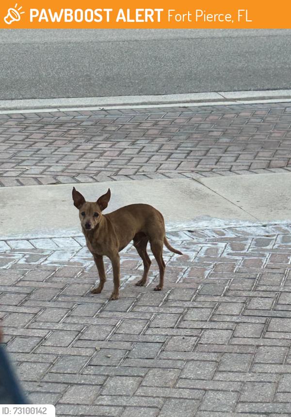 Found/Stray Male Dog last seen Bent Creek Drive, Fort Pierce, FL 34947