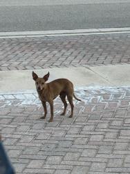 Found/Stray Male Dog last seen Bent Creek Drive, Fort Pierce, FL 34947