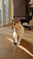 Reunited Male Cat last seen Bradley street, Cardiff, Wales CF24