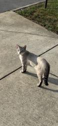 Found/Stray Male Cat last seen Lebanon and Nichols Vale, Mt. Juliet, TN 37122