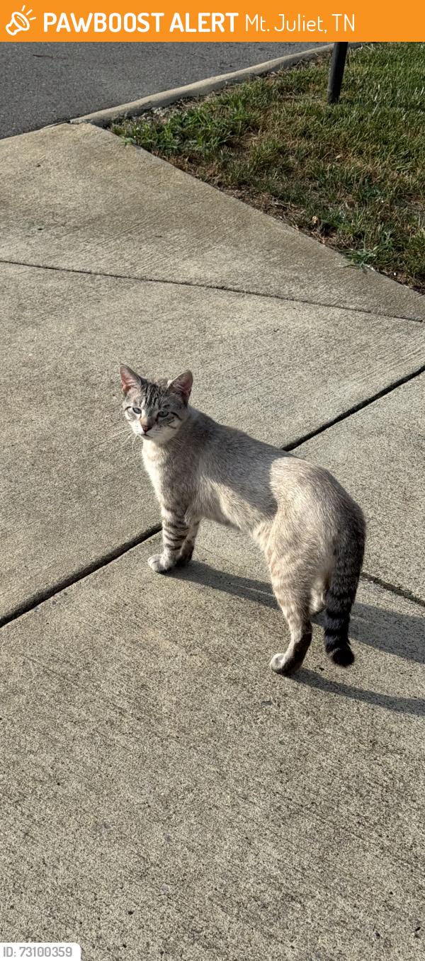 Found/Stray Male Cat last seen Lebanon and Nichols Vale, Mt. Juliet, TN 37122