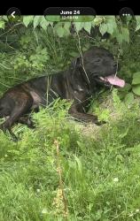 Reunited Male Dog last seen Bancroft and Auburn, Toledo, OH 43606
