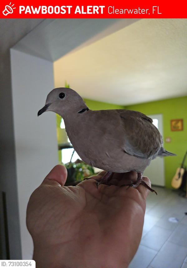 Lost Unknown Bird last seen The Neighborhood between N belcher rd and Old coachman rd, Clearwater, FL 33765