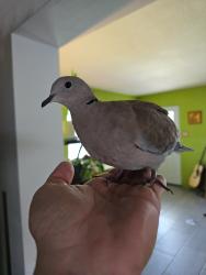 Lost Unknown Bird last seen The Neighborhood between N belcher rd and Old coachman rd, Clearwater, FL 33765