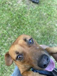Lost Female Dog last seen Last seen In the Pana’ewa area, Hilo, HI 96720