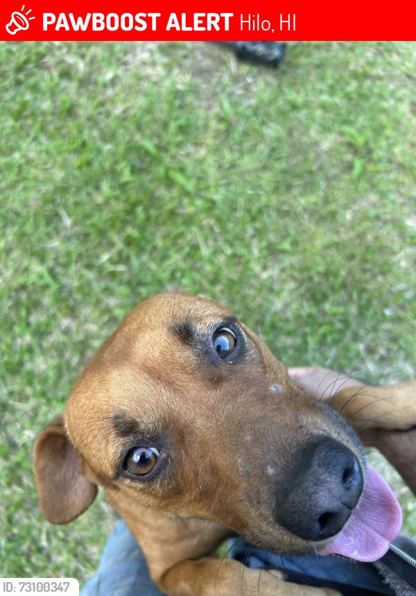 Lost Female Dog last seen Last seen In the Pana’ewa area, Hilo, HI 96720