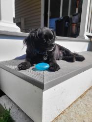 Lost Male Dog last seen Near new Hempstead road and Phillips hill, New City, NY 10956