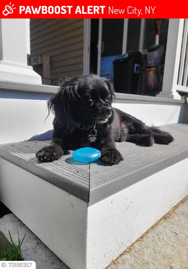 Lost Male Dog last seen Near new Hempstead road and Phillips hill, New City, NY 10956