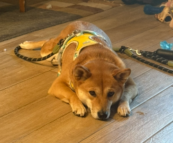 Reunited Female Dog last seen Nw 147 ter and stone manor dr. Oklahoma City, Oklahoma City, OK 73142