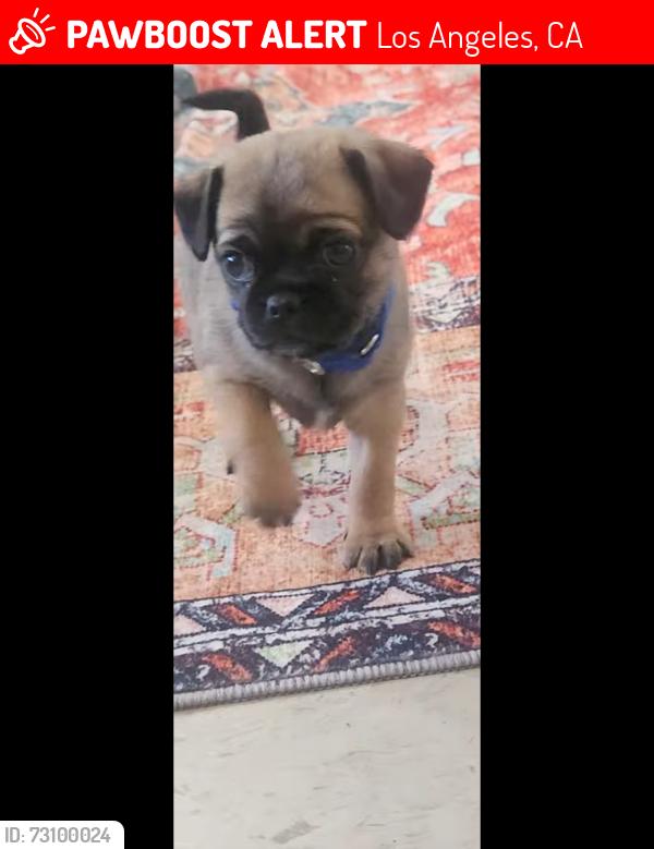 Lost Female Dog last seen San Pedro and 6th st, Los Angeles, CA 90012