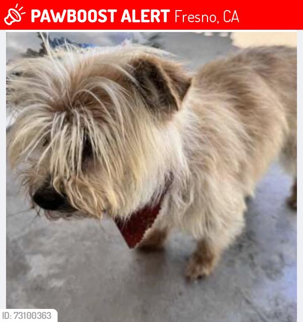 Lost Female Dog last seen Fresno st and Bullard, Fresno, CA 93710