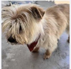 Lost Female Dog last seen Fresno st and Bullard, Fresno, CA 93710
