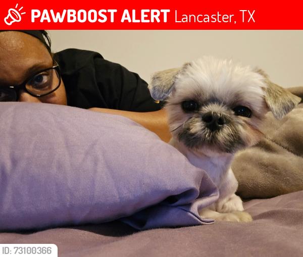 Lost Male Dog last seen Loop 9, Lancaster, TX 75154