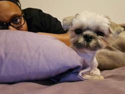Lost Male Dog last seen Loop 9, Lancaster, TX 75154