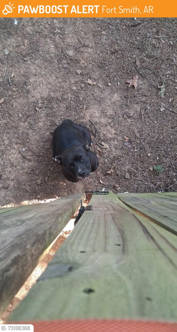 Found/Stray Female Dog last seen Near N 56th Terrace, Fort Smith, AR 72904