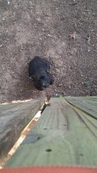 Found/Stray Female Dog last seen Near N 56th Terrace, Fort Smith, AR 72904