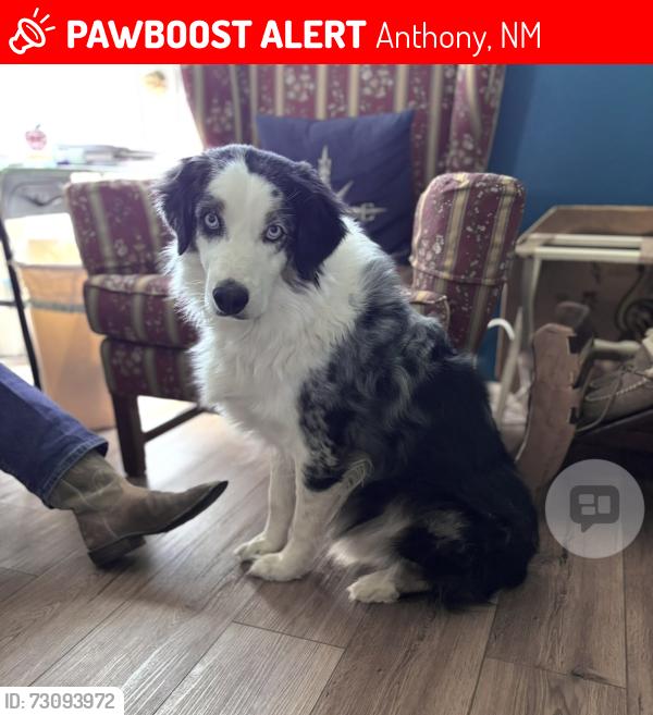 Lost Male Dog last seen Haasviille Road & Spanish Broom, Anthony, NM 88021