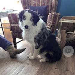 Lost Male Dog last seen Haasviille Road & Spanish Broom, Anthony, NM 88021