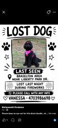 Lost Female Dog last seen Catalpa grove, Braselton, GA 30517