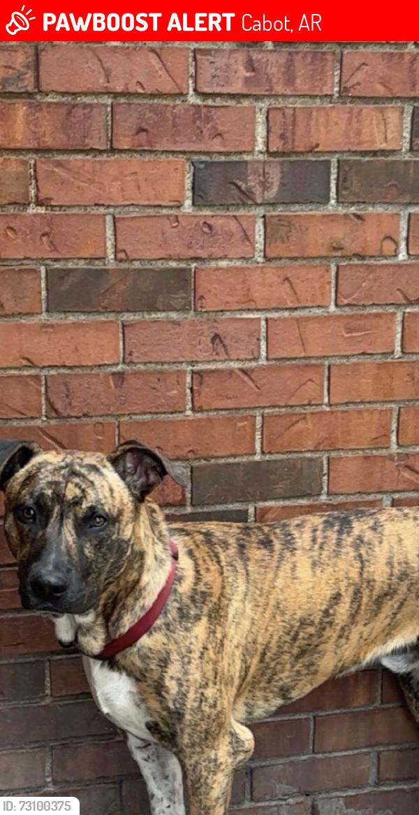 Lost Male Dog last seen Campground Road, Cabot, AR 72023