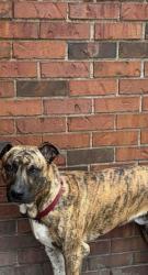 Lost Male Dog last seen Campground Road, Cabot, AR 72023