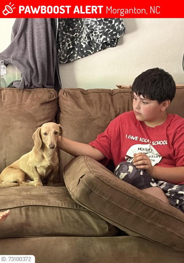Lost Male Dog last seen Gold mine road, Morganton, NC 28655