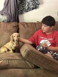 Lost Male Dog last seen Gold mine road, Morganton, NC 28655