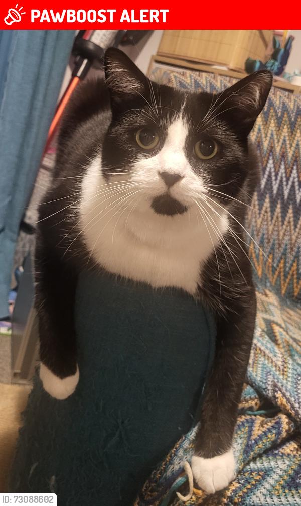 Lost Male Cat last seen Wainwright Way , Kesgrave, England IP5 2XG