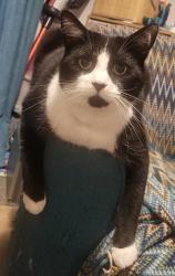 Lost Male Cat last seen Wainwright Way , Kesgrave, England IP5 2XG