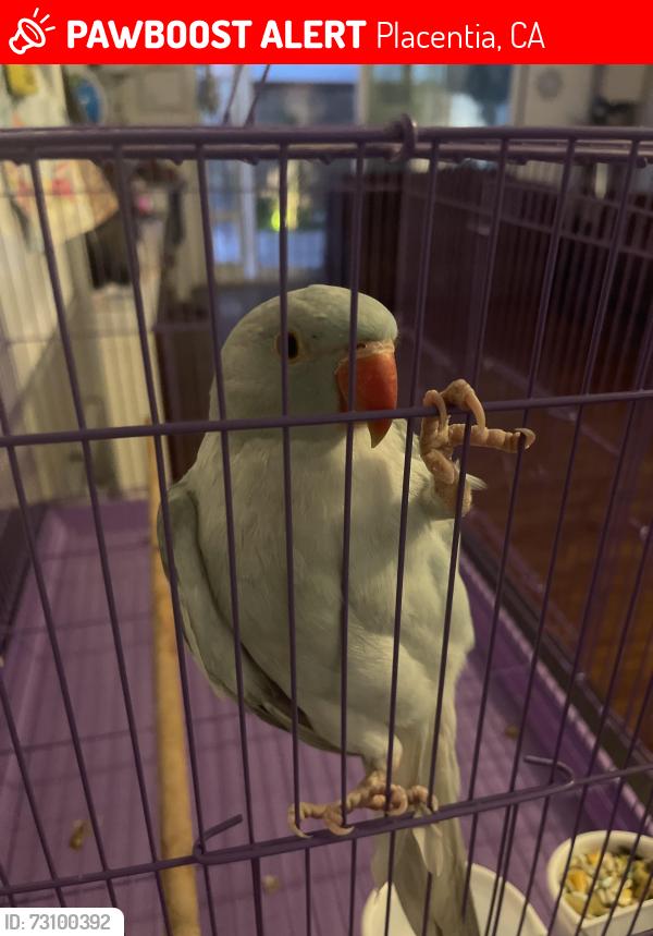 Lost Male Bird last seen Kraemer Blvd and Sheffield St., Placentia, CA 92870