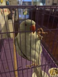 Lost Male Bird last seen Kraemer Blvd and Sheffield St., Placentia, CA 92870