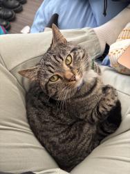 Lost Male Cat last seen Brackenridge apmts, Lake Austin Blvd, Austin, TX 78703