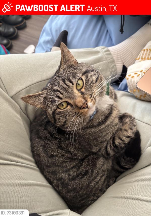 Lost Male Cat last seen Brackenridge apmts, Lake Austin Blvd, Austin, TX 78703