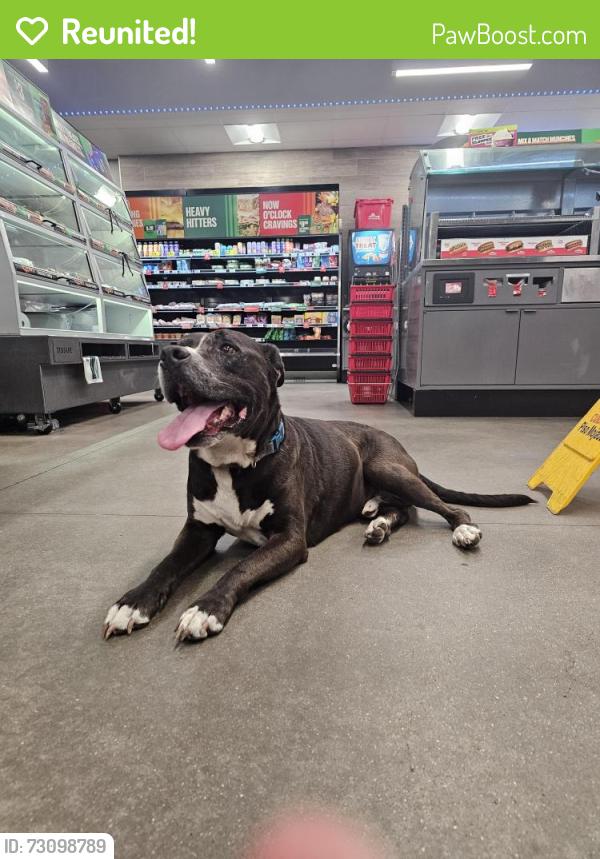 Reunited Male Dog last seen California and Spring Hill, Spring Hill, FL 34609