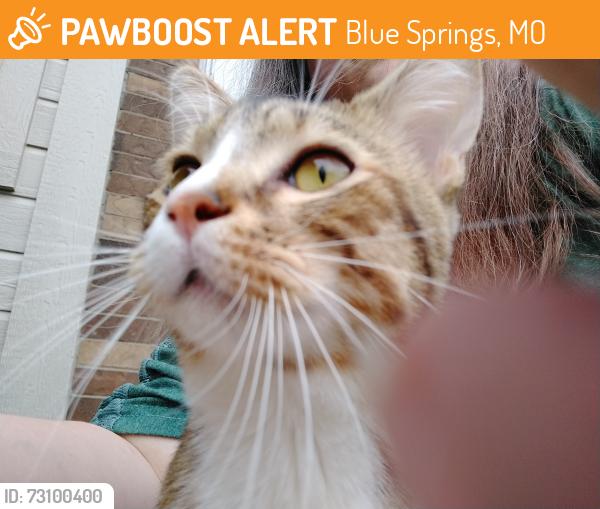 Found/Stray Male Cat last seen Mid continent library warehouse, Blue Springs, MO 64015