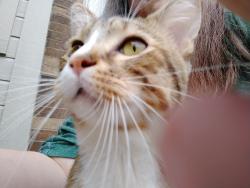 Found/Stray Male Cat last seen Mid continent library warehouse, Blue Springs, MO 64015