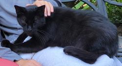 Reunited Male Cat last seen Rockhurst Lane and Northport Drive, Cincinnati, OH 45255
