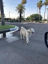 Found/Stray Male Dog last seen Tucson blv and Valencia, Tucson, AZ 85716