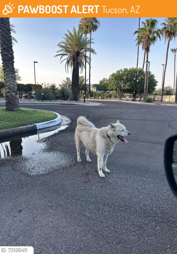 Found/Stray Male Dog last seen Tucson blv and Valencia, Tucson, AZ 85716
