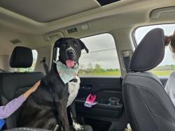 Lost Male Dog last seen Hancock and 303, Brunswick, OH 44212