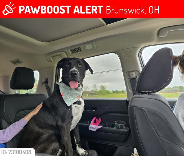 Lost Male Dog last seen Hancock and 303, Brunswick, OH 44212