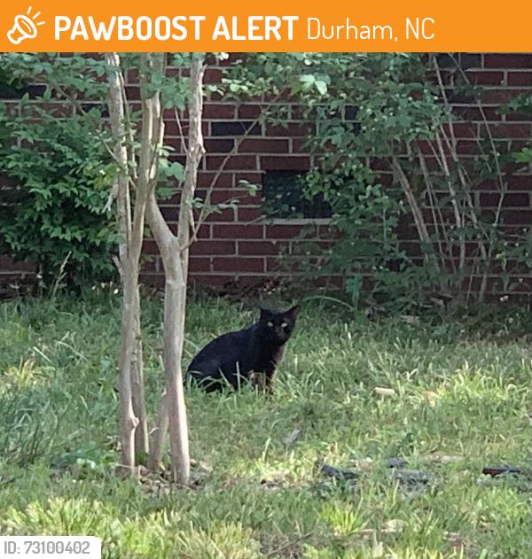 Found/Stray Unknown Cat last seen W Carver St and Alleghany Dr, Durham, NC 27705