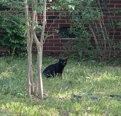 Found/Stray Unknown Cat last seen W Carver St and Alleghany Dr, Durham, NC 27705
