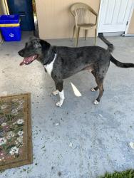 Reunited Male Dog last seen Near Balsam Dr, Royal Palm Beach, FL 33411, USA, Royal Palm Beach, FL 33411