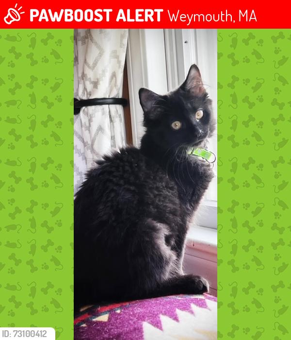 Lost Female Cat last seen Roosevelt Road, Weymouth, MA, Weymouth, MA 02188