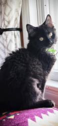 Lost Female Cat last seen Roosevelt Road, Weymouth, MA, Weymouth, MA 02188