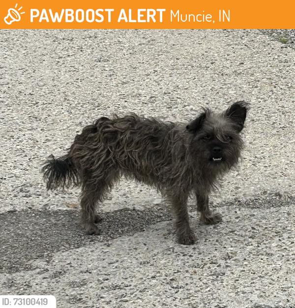 Found/Stray Unknown Dog last seen East Charles Street & Madison Street, Muncie, IN 47305