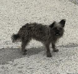 Found/Stray Unknown Dog last seen East Charles Street & Madison Street, Muncie, IN 47305